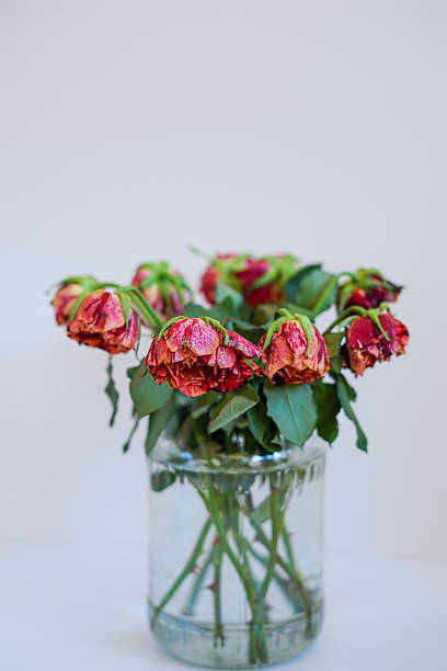 Pink dried  rose flowers  in vase  , memories and romantic couple relationship