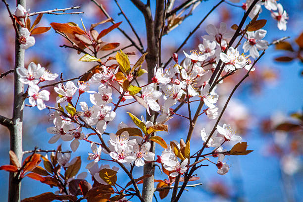 istock Spring cherry blossom with delicate white flowers against a blue sky. 2211973878
