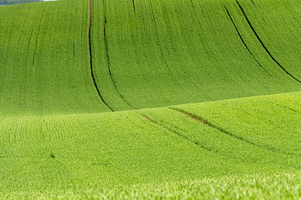 istock Green rolling fields in Czechia Moravia at spring 2211974504