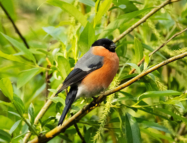 The bullfinch is a large, plump finch that feeds on buds and fruit in woodlands, hedgerows, parklands, gardens and orchards.
