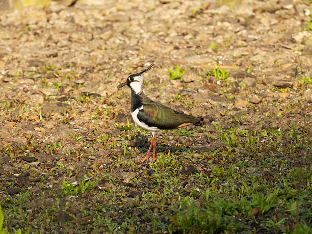 A small wading bird, the Northern Lapwing, on the ground and side-on view