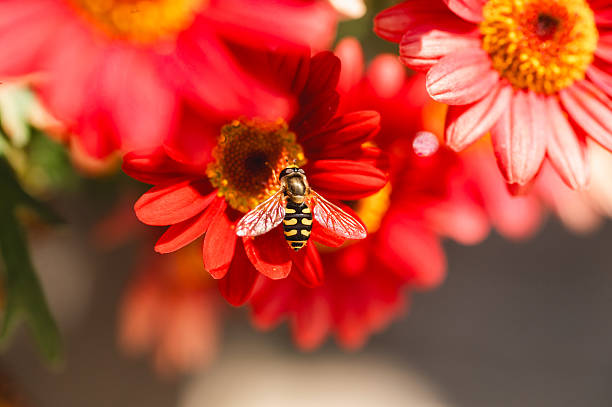 istock Syrphus ribesii hoverfly on a flower 2211976085