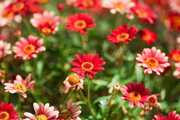 Argyranthemum frutescens flowers with red tones in their petals