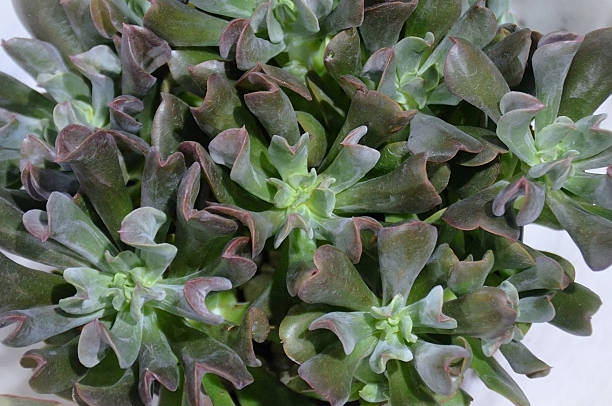 Several Echeveria Darth Vader succulents (Echeveria 'Dark Vader') in pot
