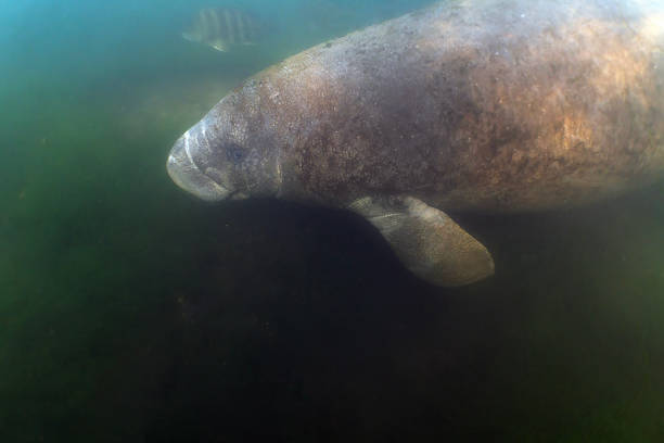 istock West Indian Manatee (Trichechus manatus) in Crystal River, Florida, USA 2211979686