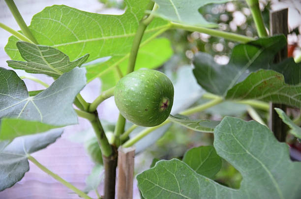 istock A fig (Ficus carica) growing in the pot 2211979804