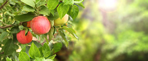Horizontal banner with apple tree on morning sunny background. Ripe red apples hanging from a tree branch in an apple orchard. Apple hanging from a tree branch in organic farm. Copy space for text