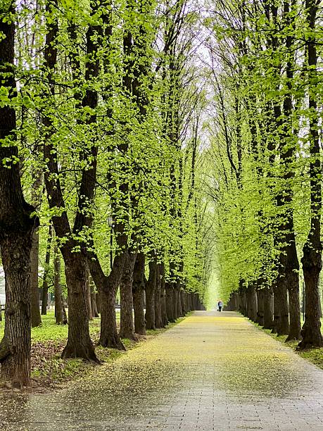 istock Calm beautiful public park in Moscow 2211981077