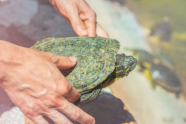 istock men's hands gently hold the turtle, helping it to return to the water 2211982097