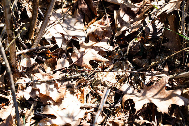 A natural high-resolution background featuring fallen oak leaves and pine needles covering the forest floor. This image captures the calm and cozy atmosphere of an autumn woodland. The warm, earthy textures make it a versatile choice for use in design projects, packaging, web visuals, blogs, advertisements, and eco-themed materials. Perfect for topics related to nature, fall season, and organic style.