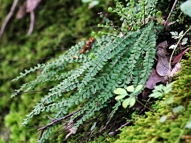 istock Asplenium trichomanes fern grows on the stone 2211983278
