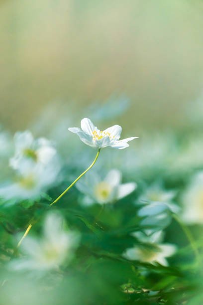 Wood anemone in bloom in spring