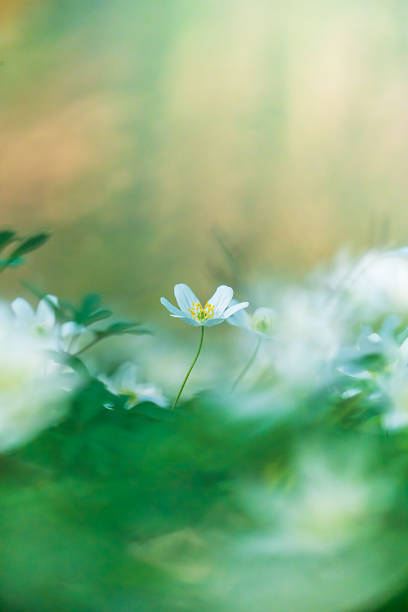 istock Wood anemone in bloom 2211983556