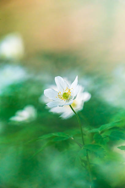 istock Wood anemone in bloom 2211983642