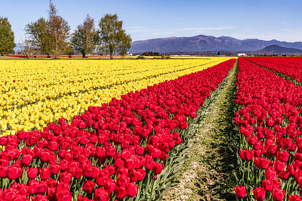 istock Skagit Vally Tulips Rows 6 2211984954