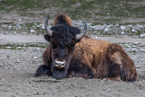 istock American buffalo known as bison, Bos bison in a german park 2211985239
