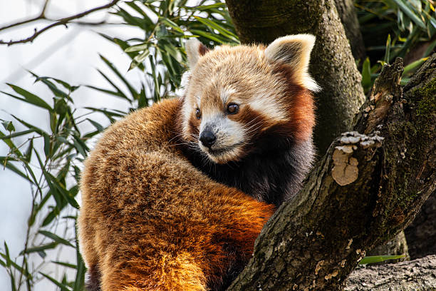 istock The red panda, Ailurus fulgens, also called the lesser panda. 2211985252