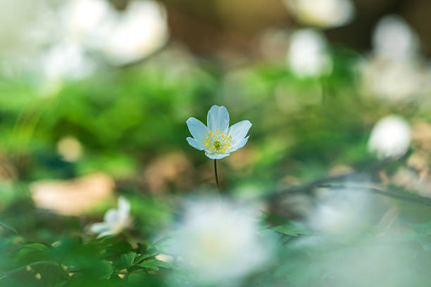 Wood anemone in bloom in spring