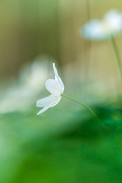 istock Wood anemone in bloom 2211986441
