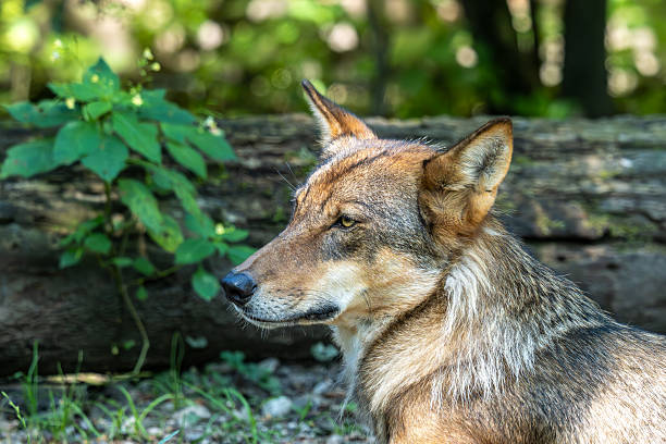 Close up of the head of an Andean Grey Fox or Culpeo (Lycalopex culpaeus), in the Andes mountains of central Chile near the capital Santiago