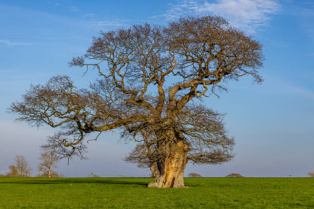 istock A tree in a field in early spring, with a blue sky overhead 2211986750