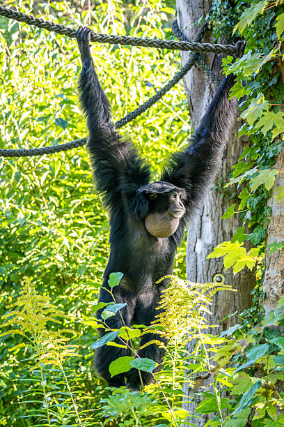 istock The black-headed spider monkey, Ateles fusciceps is a species of spider monkey 2211987590
