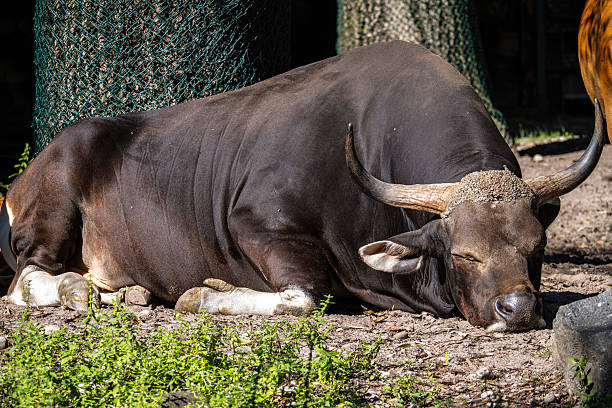 istock Banteng, Bos javanicus or Red Bull is a type of wild cattle. 2211987624