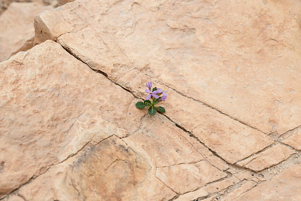 istock Lonely  Stemless smooth sperm Leiospora exscapa flower grows in crack between stones in desert in Arugot Stream Nature Reserve near Dead Sea in southern Israel 2211988172