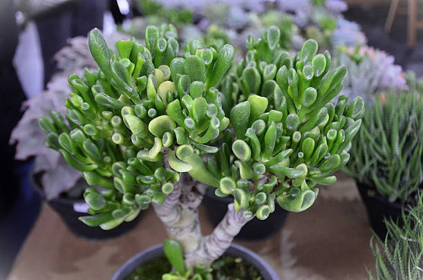 istock Vase with the succulent Shrek's Ear (Crassula Ovata Gollum) 2211990585