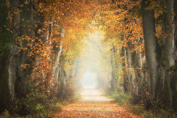 istock autumn morning in old trees avenue 2211992702