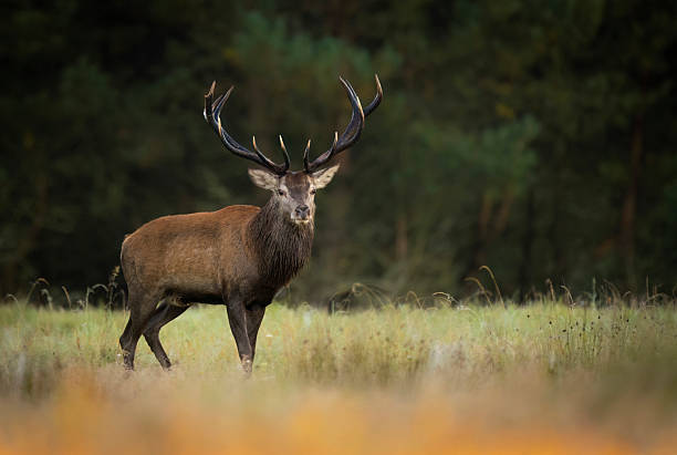istock Deer male buck ( Cervus elaphus ) during rut 2211992917