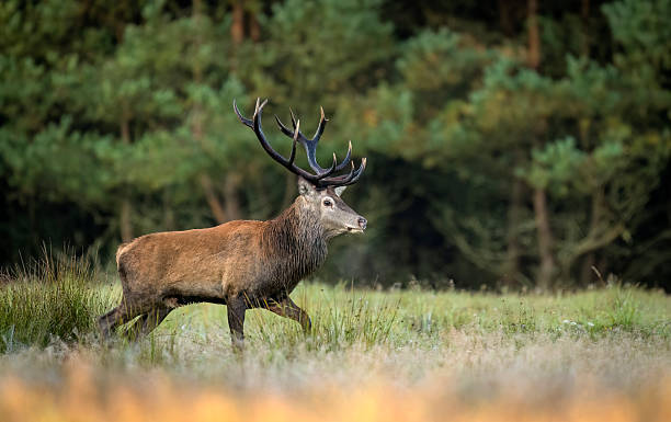 istock Deer male buck ( Cervus elaphus ) during rut 2211992951