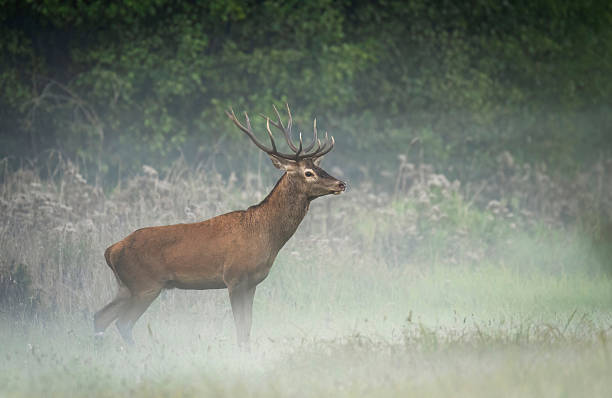 istock Deer male buck ( Cervus elaphus ) during rut 2211992953