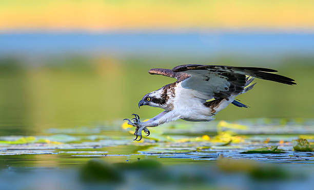 istock Osprey bird hunting on the lake 2211993716