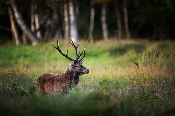 istock Deer male buck ( Cervus elaphus ) during rut 2211993773