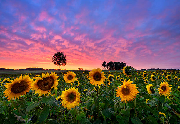 istock Beautiful sunset over sunflowers field 2211993833