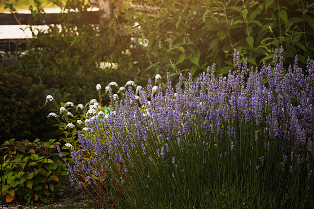 Beautiful lavender in a garden. Shot with a Canon 5D Mark IV.