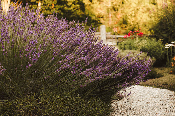 istock Lavender in a Garden 2211995119