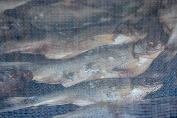 Salty fish is drying inside of net that protects it from insects. Traditional beer snack, healthy natural protein food.