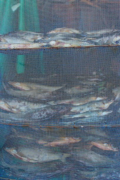istock Salty fish is drying inside of net that protects it from insects 2211996229