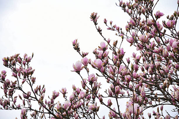 istock The photo captured a blooming magnolia tree in all its glory. 2211997827