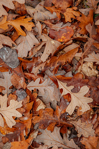 istock Autumn Leaves 2211997836