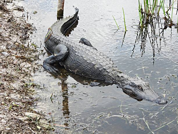istock American Alligator (Alligator mississippiensis) -  resting at water's edge 2211997867