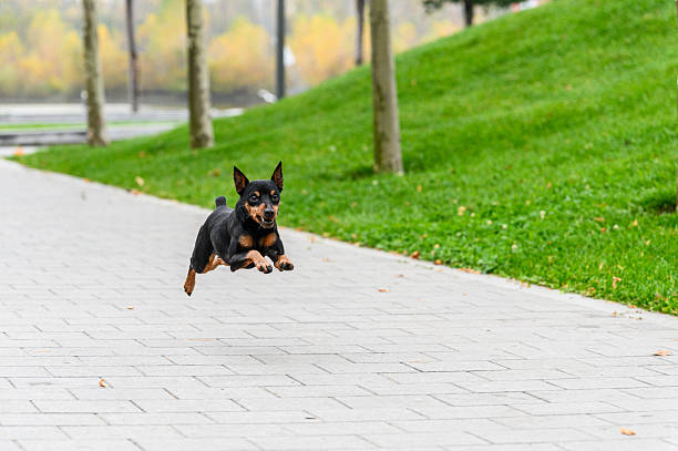 istock Miniature pinscher mid-air while running on park path. 2211999949