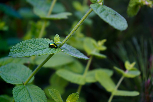 Summertime in the garden with mint and shiny beetle