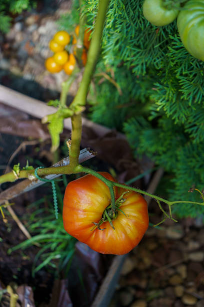 Healthy organic ripe tomato brandywine