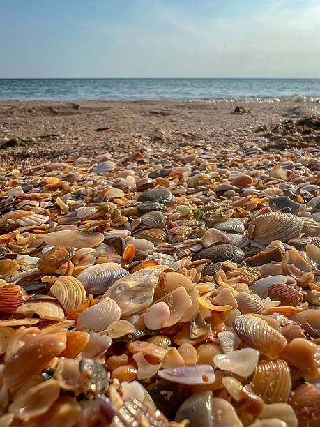 istock The shells are scattered all over the ground 2212001190