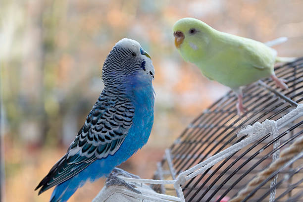 istock Two budgerigar sitting on a cage in a room 2212001489