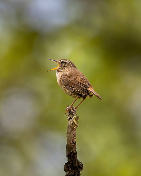istock Wren. A brown bird is perched on a branch, singing 2212002267