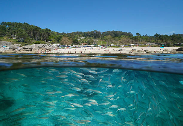 istock Atlantic coast beach in summer with fish underwater in the ocean 2212002296